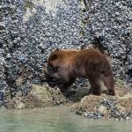 A cinnamon-colored black bear forages on intertidal shellfish on a cliff. (Photo by Joss Bakker)