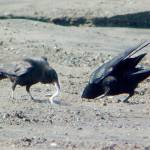 Northwestern crows dig up sand lance from the tide flats. (Photo by Bob Armstrong)