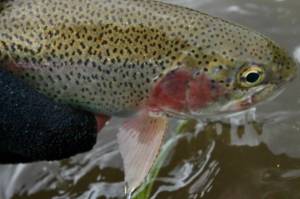 It doesn&rsquo;t get much better than a trout on a dry fly. Jeff Lund | For the Capital City Weekly