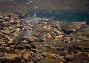 Coho salmon and Arctic char aggregate while feeding on sockeye salmon eggs. While coho derive much of their summer growth from invertebrates, char may rely entirely on sockeye salmon eggs, fry and smolt. (Courtesy Photo | Jonny Armstrong)