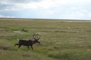 Frozen ground underlying the North Slope of Alaska is warming; much of it may thaw by the end of the century. (Photo by Ned Rozell)