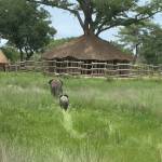 Elephants returning to the boma. Photo courtesy of Kelly Bakos.