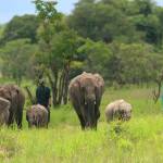 The herd of elephants walk with their keepers out in the Kafue National Park in Zambia. Photo courtesy of Kelly Bakos.