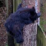 A yearling bear, one of a pair of siblings, in Juneau in late June 2018. (Courtesy Photo | Jennelle Jenniges via Alaska Department of Fish and Game)