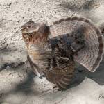 A female ruffed grouse defends her chicks with a vigorous display. (Photo by Kerry Howard)