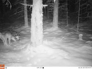 A wolf in Berners Bay. (Photo by Bjorn Dihle)