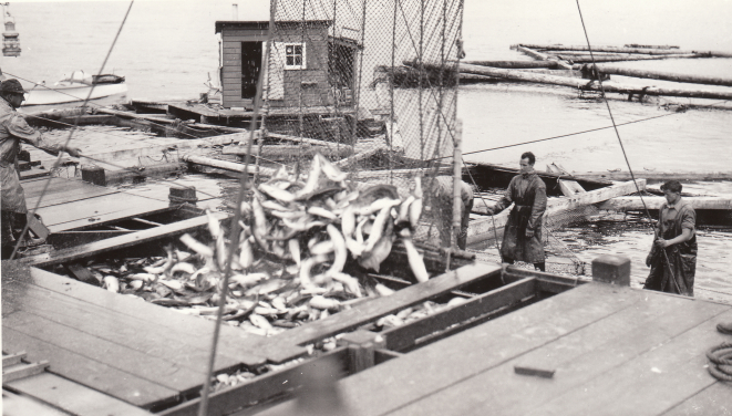 Courtesy of the Sitka History Museum Seine fishermen empty fish on a dock.