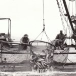 A packer brails salmon from a fish trap. Courtesy of the Sitka History Museum.