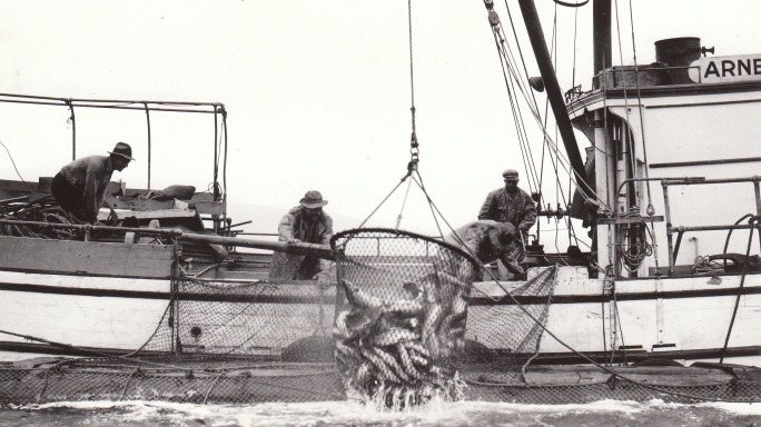 A packer brails salmon from a fish trap. Courtesy of the Sitka History Museum.