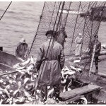 Left: Collecting fish from a fish trap in Hood Bay, near Sitka.  Below: Fishing boats in a Sitka Harbor.  Courtesy of The Sitka History Museum.