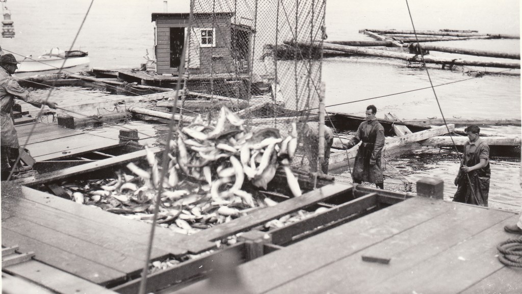Seine fishermen empty fish on a dock. Courtesy of the Sitka History Museum.