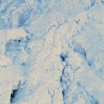 Angry bird: A fox sparrow in Homer on Jan. 10. Photo by Linda Shaw