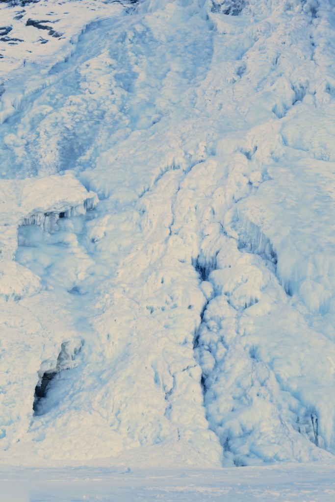 Angry bird: A fox sparrow in Homer on Jan. 10. Photo by Linda Shaw