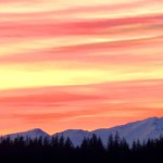Angry bird: A fox sparrow in Homer on Jan. 10. Photo by Linda Shaw