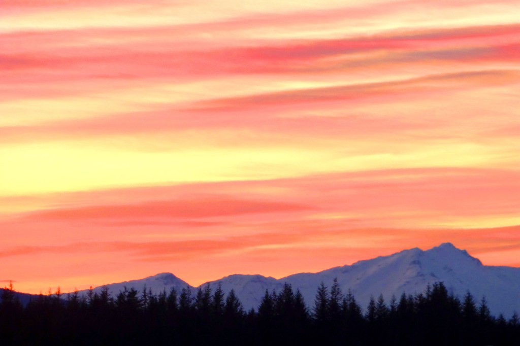 Angry bird: A fox sparrow in Homer on Jan. 10. Photo by Linda Shaw
