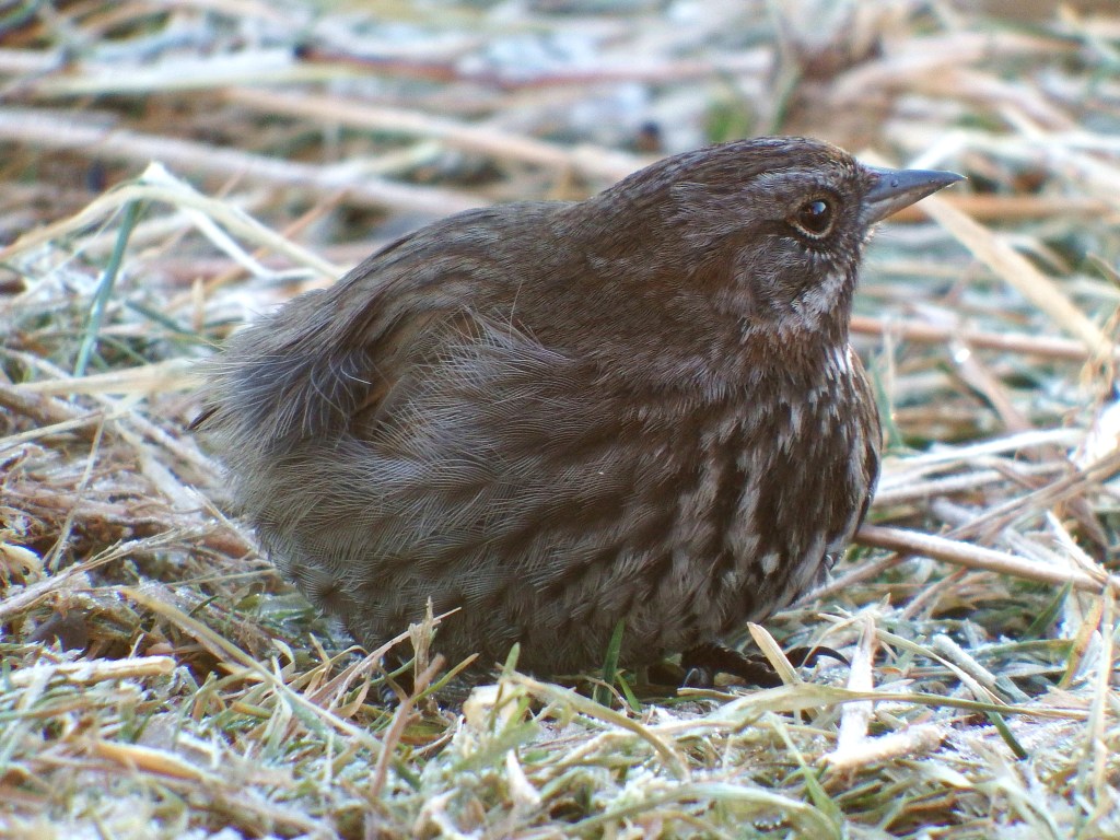 Exploring the Mendenhall Glacier ice cave on Jan. 11. Photo by Kerry Howard