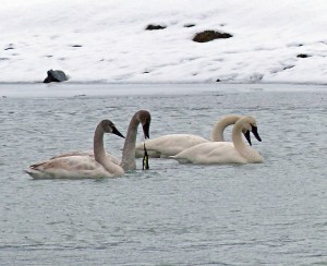 A pair of trumpeter swans in Gustavus. The two juveniles seem to be getting their adult white plumage. (Courtesy Photo | Bob Armstrong)