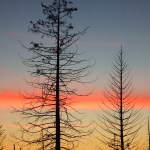Trees at Sunset, early January, Homer. Photo by Linda Shaw
