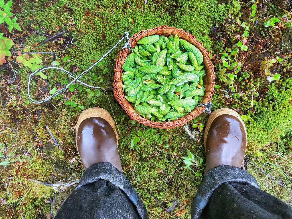 Spruce tip basket. Vivian Faith Prescott | For the Capital City Weekly