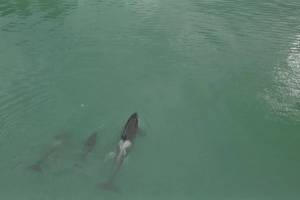 Planet Alaska: Afloat