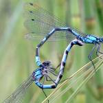 On the Trails: Early fall in Cowee Meadows