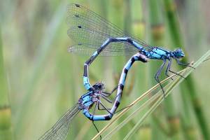 On the Trails: Early fall in Cowee Meadows