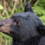 A black bear near Steep Creek on Tuesday, Aug. 1, 2018. (Angelo Saggiomo | Juneau Empire File)