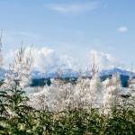 Fireweed blending in with the clouds at Fish Creek. (Photo by Janine Reep)