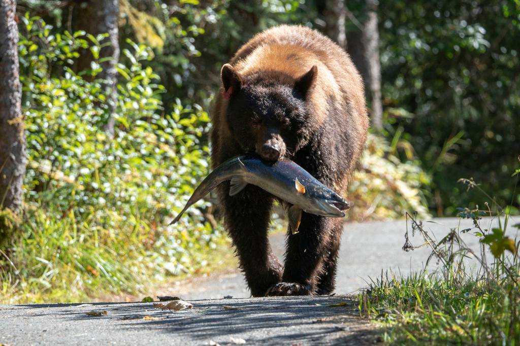 Wild Shots: Photos of Mother Nature in Alaska