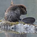 A beaver rests on a log; its big tail is useful for steering, sometimes sitting on, and sounding the alarm. (Courtesy Photo | Bob Armstrong)