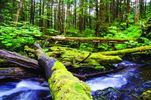 Resolving the long-running conflict between state and federal governments over the Roadless Rule in the Tongass National Forest is the purpose of a memorandum of understanding announced Aug. 2. (AP Photo | Juneau Empire File)