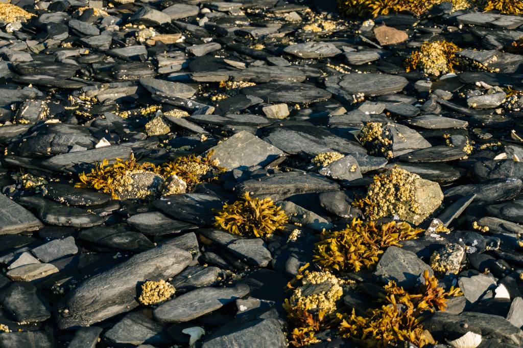Large flat undisturbed rocks on West Suedla Island. (Gabe Donohoe | For Juneau Empire)