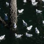 Glaucous winged gulls feed on mussels off pilings downtown on Monday, Sept. 17, 2018. (Michael Penn | Juneau Empire)
