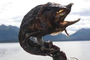A dead sockeye salmon, dried in an interesting shape, in the Bristol Bay watershed on August 9, 2018. (Mary Catharine Martin | SalmonState)