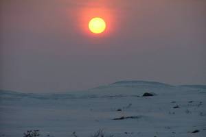 Please, Fish and Wildlife Service, help me introduce polar bears to Antarctica