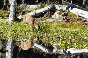 A doe is mirrored by her reflection as she forages in the pond. (Courtesy Photo | Pam Bergeson)