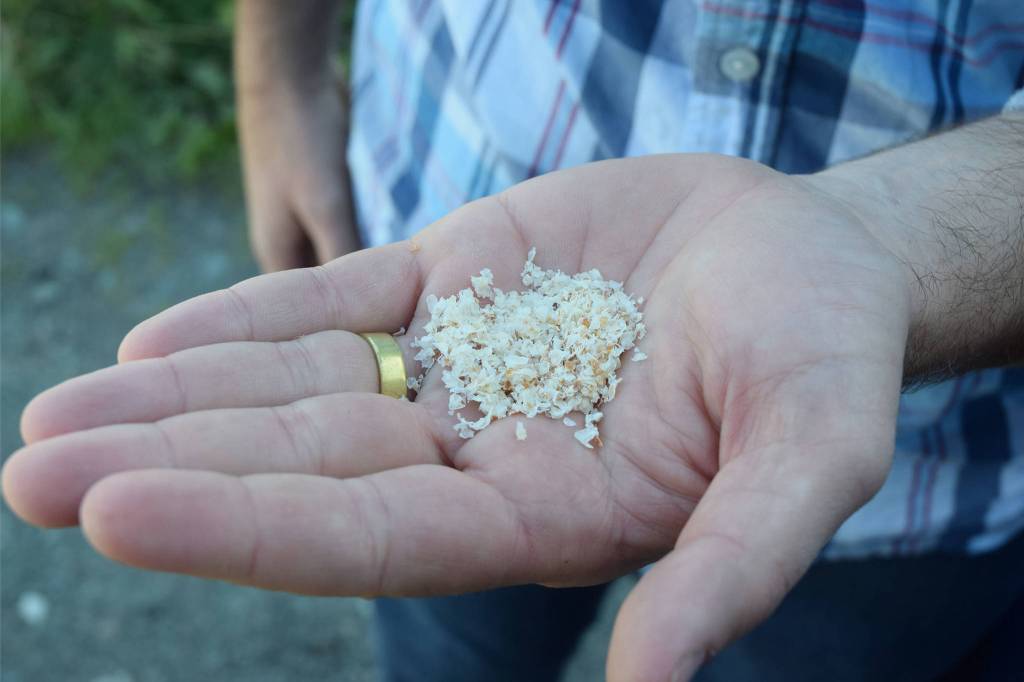 Zach Wilkinson, Captain Operating Officer of Tidal Vision, holds a handful of chitosan. Wilkinson and Tidal Vision co-founder Craig Kasberg have built a business in the Lower 48 producing chitosan without toxic chemicals. The business was born making salmon leather wallets. After several years of growth, the company is moving some of its production back to Juneau. (Kevin Gullufsen | Juneau Empire)