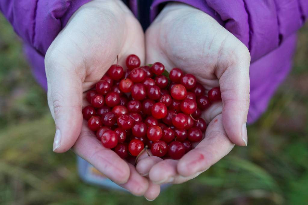 Erin Anais Heist holds a handful of high-bush cranberries on Douglas Island on Thursday, Sept. 20, 2018. (Michael Penn | Juneau Empire)