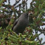 <span class="neFMT neFMT_PhotoCredit"><strong>Bob Armstrong</strong> | Courtesy photo</span>                                A male rusty blackbird holds the body of a dragonfly with the wings removed, perhaps ready to feed its nestlings.