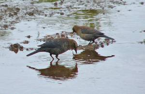 Two rusty blackbirds, in winter plumage, forage at the edge of Mendenhall Lake. (Courtesy Photo | Bob Armstrong)