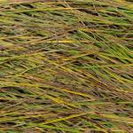 Greens, yellows, and browns in the laying down tall grass. (Photo by Gabe Donohoe)