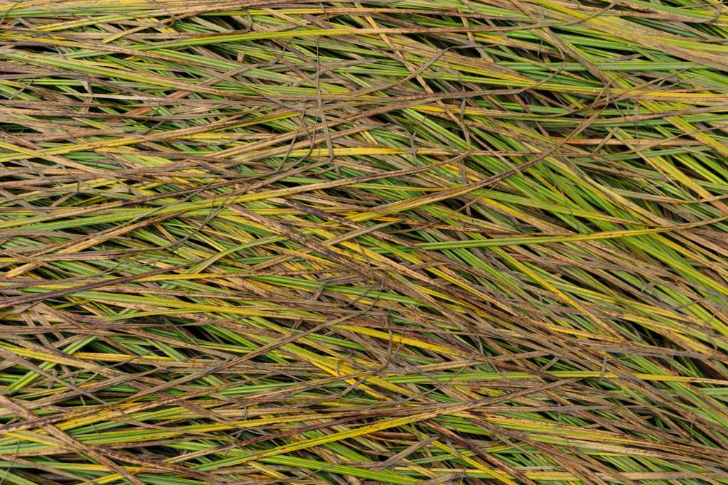 Greens, yellows, and browns in the laying down tall grass. (Photo by Gabe Donohoe)