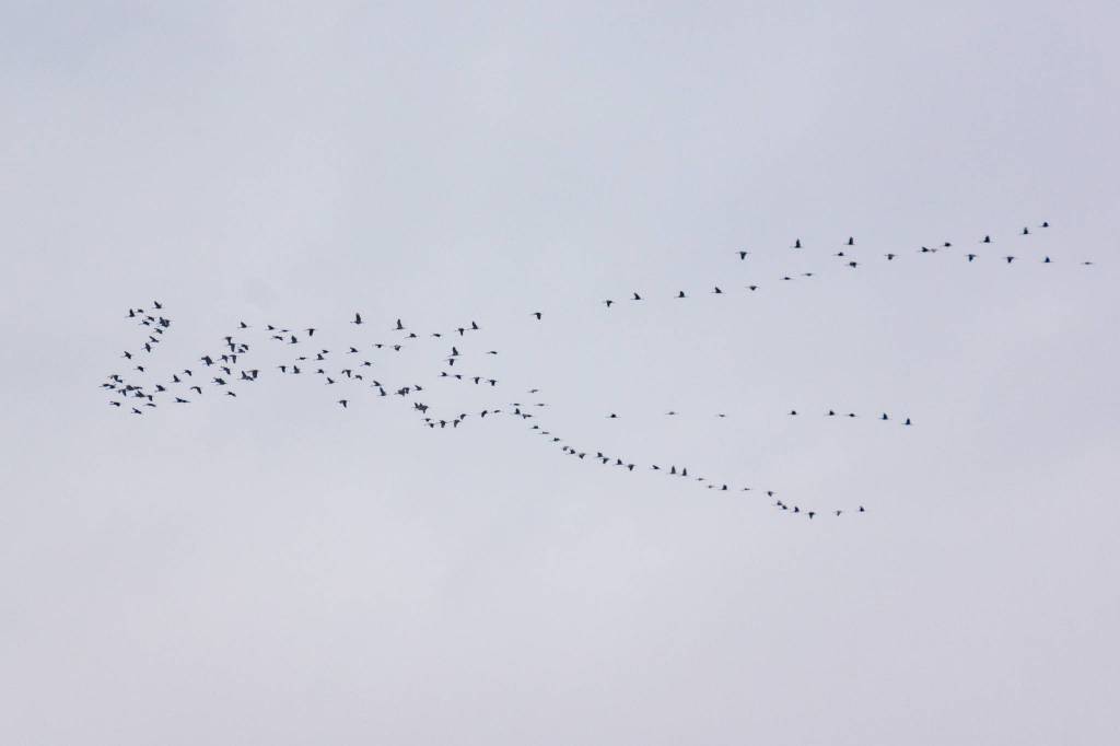 Birds in flight over the Mendenhall Wetlands. (Photo by Gabe Donohoe)