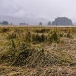 Falling tall grass in the Mendenhall Wetlands.