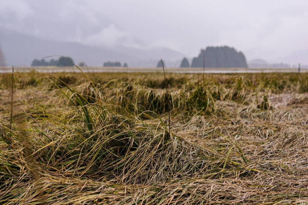 Falling tall grass in the Mendenhall Wetlands.