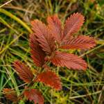 <span class="neFMT neFMT_PhotoCredit"><span class='IDappliedStyle' title='InDesign: Regular'>Photos By</span><strong> Gabe Donohoe</strong> | For the Juneau Empire</span>                                <span class="neFMT neFMT_PhotoCredit"><span class='IDappliedStyle' title='InDesign: Light'>Leaves turn red in the small beach brush. </span></span>