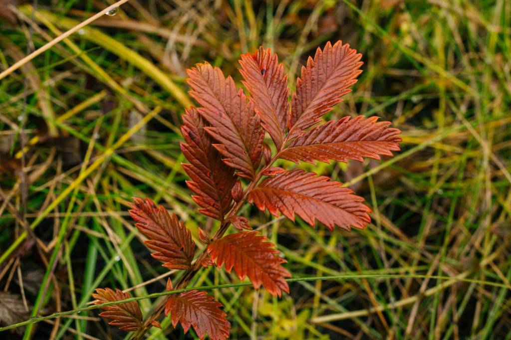 <span class="neFMT neFMT_PhotoCredit"><span class='IDappliedStyle' title='InDesign: Regular'>Photos By</span><strong> Gabe Donohoe</strong> | For the Juneau Empire</span>                                <span class="neFMT neFMT_PhotoCredit"><span class='IDappliedStyle' title='InDesign: Light'>Leaves turn red in the small beach brush. </span></span>