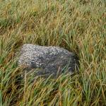 Solo bolder in a tall grass field. (Photo by Gabe Donohoe)