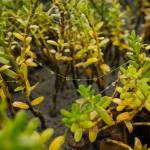 Water drops hang on delicate strands connecting tiny beach shrubs. (Photo by Gabe Donohoe)