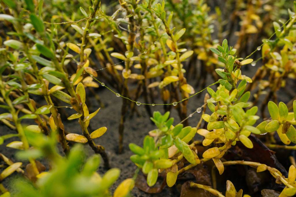 Water drops hang on delicate strands connecting tiny beach shrubs. (Photo by Gabe Donohoe)